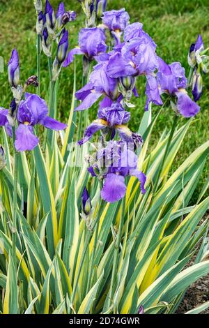 Iris Pallida Variegata blau blüht Blätter der süßen Iris Stockfoto