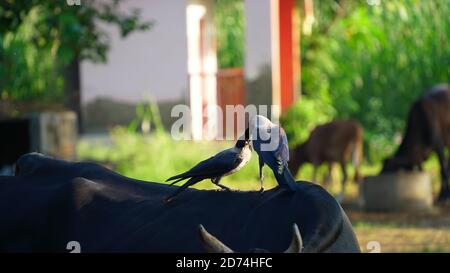 Paar Carrion Crows mit Feldhintergrund. Zwei Raben sitzen auf einem Feld für schöne Bokeh. Zwei Krähen stehen auf einer schwarzen Kuh. Stockfoto