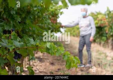 Eine Frau pflückt die Trauben, La Rioja, Spanien Stockfoto