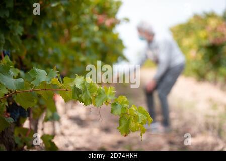 Eine Frau pflückt die Trauben, La Rioja, Spanien Stockfoto