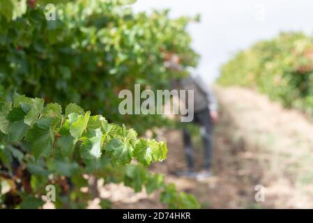 Eine Frau pflückt die Trauben, La Rioja, Spanien Stockfoto