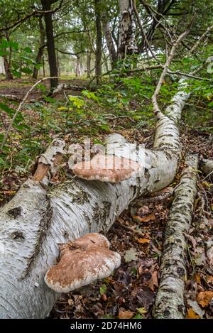 Birke Polypore / Birke Bracket / Rasierklinge (Fomitopsis betulina / Piptoporus betulinus), Bracket Pilz auf gefallenen Birkenstamm im Herbstwald Stockfoto