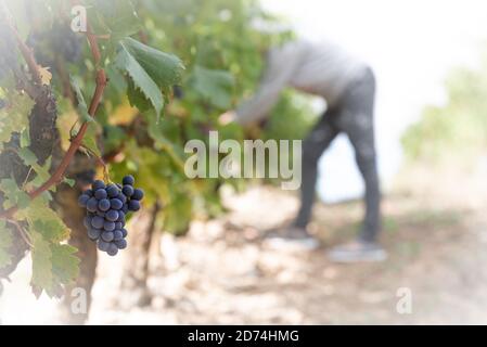 Eine Frau pflückt die Trauben, La Rioja, Spanien Stockfoto