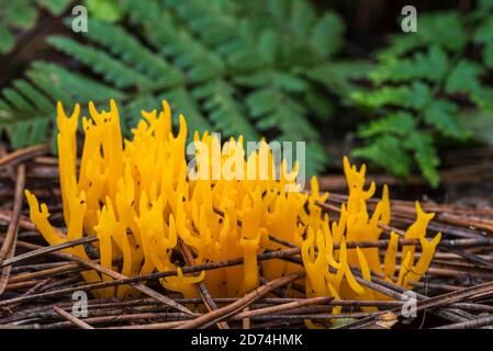 Gelber Stagshorn (Calocera viscosa), Geleepilz mit verzweigten Basidiokarpsen auf dem Nadelwaldboden im Herbstwald Stockfoto