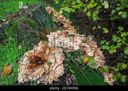 Giant-Polypore / schwarz färbende Polypore (Meripilus giganteus) Und Trameten Pilze wachsen an der Basis des Baumstammes in Herbstwald Stockfoto