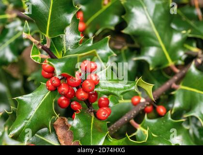 Nahaufnahme von roten Beeren auf eine Stechpalme bush Stockfoto