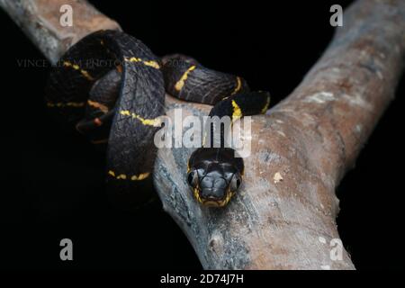 Mangrove Katze Schlange oder Boiga melanota ruht auf Zweig. Stockfoto