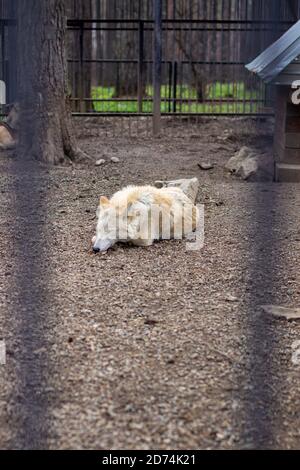 Ein erwachsener weißer oder polarer Wolf schläft tagsüber hinter Gittern. Stockfoto