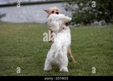 Nanja, Bichon Bologneser doggy, und wenig Terrier spielen im Park Stockfoto