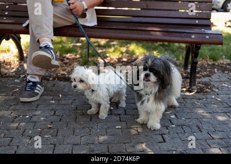 Belgrad, Serbien, 2. August 2020: Mann mit zwei Hunden sitzt auf einer Bank im Park Stockfoto