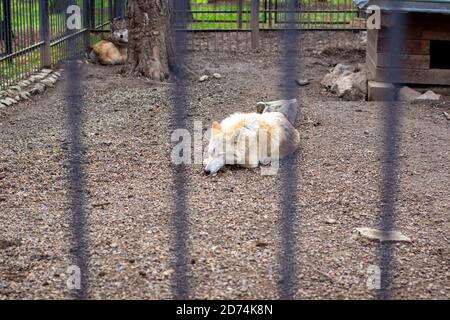 Ein erwachsener weißer oder polarer Wolf schläft tagsüber hinter Gittern. Stockfoto