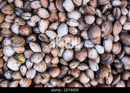 Venusmuscheln am Angelmo Fischmarkt, Puerto Montt, Chile Stockfoto