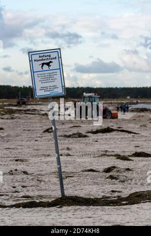 Prerow, Deutschland. Oktober 2020. Ein Schild mit der Aufschrift beginnende Hundestrand. Bagger schieben die Algen zurück ins Meer, das mit der ersten Sturmflut des Jahres an die Strände gespült wurde. Quelle: Stephan Schulz/dpa-Zentralbild/ZB/dpa/Alamy Live News Stockfoto