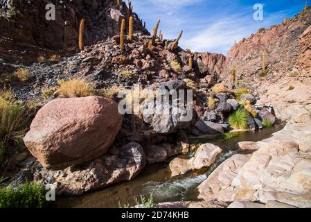 Cactus Valley (Los Cardones Schlucht), Atacama Wüste, Nordchile Stockfoto