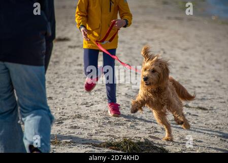 Prerow, Deutschland. Oktober 2020. Ein Hund (Mini Golddoodle) geht an der Leine am Strand entlang. Während Hunde im Sommer nur an den ausgewiesenen Hundestränden toben dürfen, dürfen sie nach der Saison, in den Herbst- und Wintermonaten mit ihren Besitzern an jeder Strandpartie an der Leine spazieren. Quelle: Stephan Schulz/dpa-Zentralbild/ZB/dpa/Alamy Live News Stockfoto