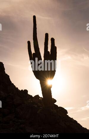 Kaktus Silhouette im Cactus Valley (Los Cardones Schlucht), Atacama Wüste, Nordchile Stockfoto