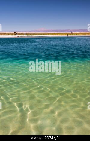 Laguna Cejar (auch bekannt als schwimmende Salzsee-Lagune), Atacama-Wüste, Nordchile Stockfoto