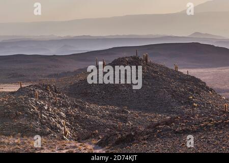 Cactus Valley (Los Cardones Schlucht), Atacama Wüste, Nordchile Stockfoto