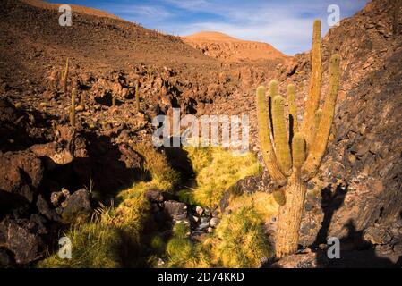Cactus Valley (Los Cardones Schlucht), Atacama Wüste, Nordchile Stockfoto