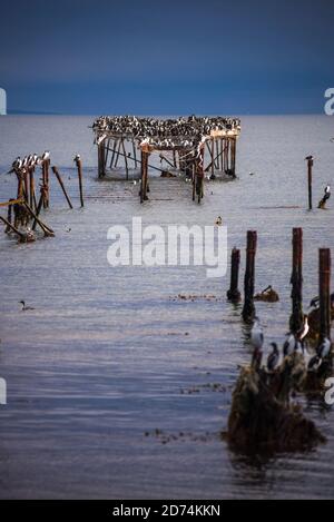 Kormoran Kolonie auf dem alten Pier in Punta Arenas, Magallanes und Antartica Chilena Region, chilenisches Patagonien, Chile Stockfoto