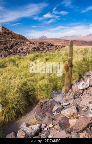 Cactus Valley (Los Cardones Schlucht), Atacama Wüste, Nordchile Stockfoto