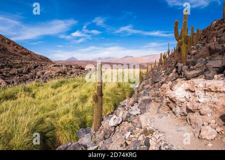 Cactus Valley (Los Cardones Schlucht), Atacama Wüste, Nordchile Stockfoto