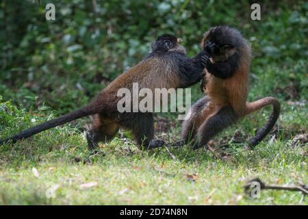 Zwei goldene Affen spielen im Volcanoes National Park, Ruanda Stockfoto