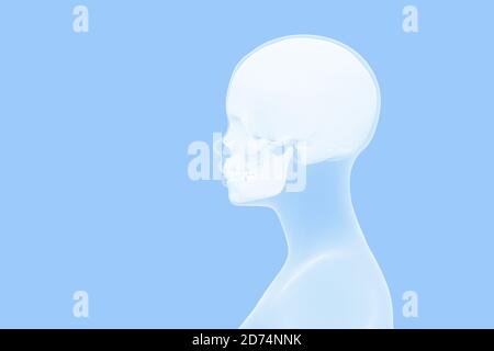 Ansicht des Schädels im menschlichen Kopf, weiblicher Kopfscan im Profil, blauer Hintergrund mit Kopierraum, 3d-Rendering Stockfoto