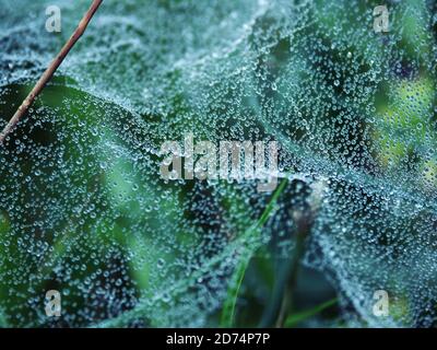 Regentropfen auf einem Spinnennetz im Garten. Stockfoto