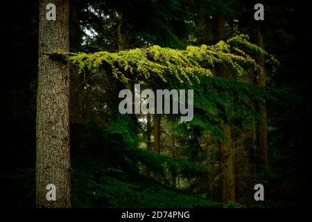 Gelbes Herbstlaub einer Lärche Larix decidua. Stockfoto