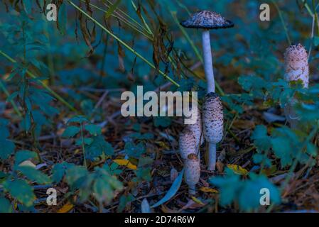 Kunstvoll fotografierte Pilze, dunkles Foto von Pilzen, Waldboden mit schönen Pilzen Stockfoto