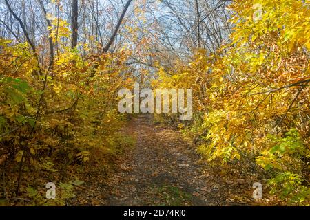 Herbstwald mit gelben Blättern auf Bäumen. Wald Landstraße zwischen Zweigen. Wunderschöner Sonnenschein. Stockfoto