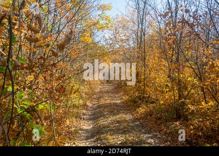 Herbstmorgen im Wald. Die Straße ist mit gelb gefallenen Blättern übersät. Wunderschöner Sonnenschein. Stockfoto