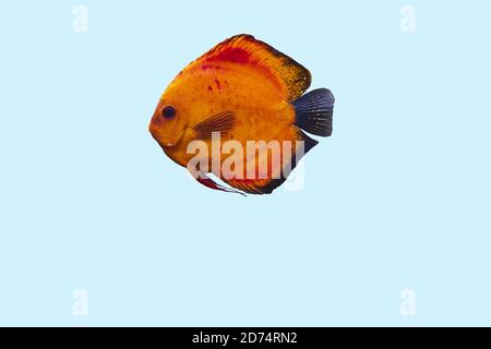 Nahaufnahme der wunderschönen roten Melone Diskus Aquarium Fische isoliert auf blauem Hintergrund. Hobby-Konzept. Stockfoto