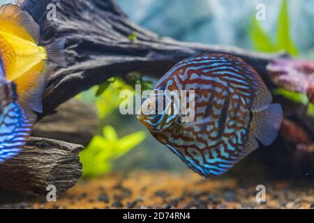 Nahaufnahme der wunderschönen tigertürken Diskus Aquarium Fische. Hobby-Konzept. Stockfoto
