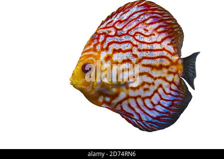 Nahaufnahme der wunderschönen Schachbrettmuster rote Karte Diskus Aquarium Fische isoliert auf weißem Hintergrund. Hobby-Konzept. Stockfoto