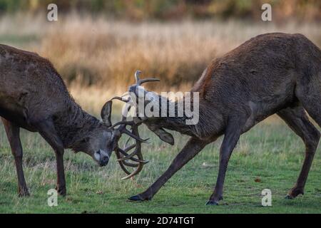 Brunftzeit in Richmond Park, Southwest London, England, Großbritannien. Oktober 2020. ‘TWO'S A CROWD' - zwei junge Rothirschmännchen kämpfen während der Brunftzeit im Richmond Park, wo während der Rut über 1,000 frei herumlaufende Rotwild- und Damhirsche leben. Kredit: Jeff Gilbert/Alamy Live Nachrichten Stockfoto