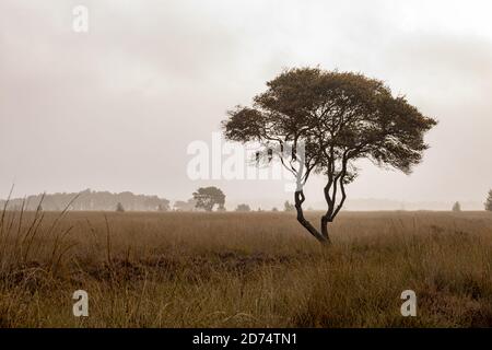 Einsamer Baum im Feld an einem nebeligen Tag Stockfoto