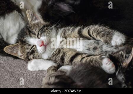 Nahaufnahme von niedlichen tabby Kätzchen schlafen auf Teppich Stockfoto