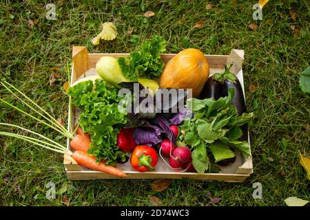 Gemüse in der Schachtel auf dem Hintergrund des Gartens. Karotte, Salat, Basilikum, Kürbis, Kürbis, Auberginen, Paprika und Rettich. In der hölzernen Schachtel. Draufsicht Harvesting Stockfoto