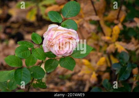 Verwelkende rosa Rose auf einem Hintergrund von Herbstlaub Weiches Fokuskonzept von Verwelken, Herbsttraurigkeit. Stockfoto