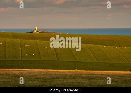 Blick auf den Leuchtturm von Belle Tout über das Crowlink Estate (4) Stockfoto