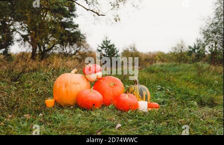 Orange Kürbisse auf dem grünen Gras auf dem Bauernhof. Auf dem grünen Gras in einem Kürbisfeld liegt ein reifer orangefarbener Kürbis. Ernte. Halloween. Stockfoto