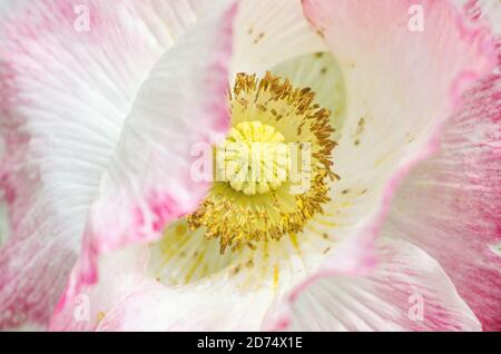 Nahaufnahme einer blühenden rosa Mohnblume mit gelbem Staubgefäß Stockfoto