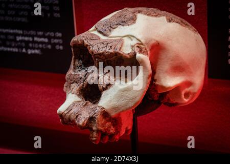 Homo habilis Schädelnachbildung, Museo Comarcal de Molina de Aragón, Guadalajara, Spanien Stockfoto