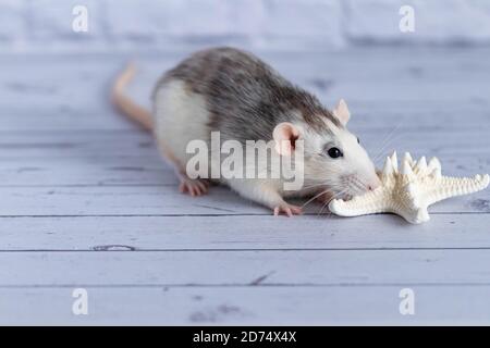 Nahaufnahme niedliche Ratte schnüffelt einen weißen Seesterne. Nagetier im Hochformat. Stockfoto