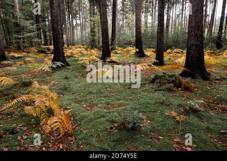 Bunter Farn im mystischen Wald im Herbst.Vintage-Look. Stockfoto