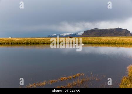 Schwäne schwimmen im Teich auf isländischer Landschaft Stockfoto
