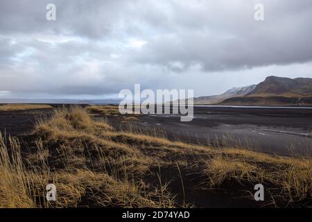 Goldenes Gras auf schwarzen Sanddünen in Island Stockfoto