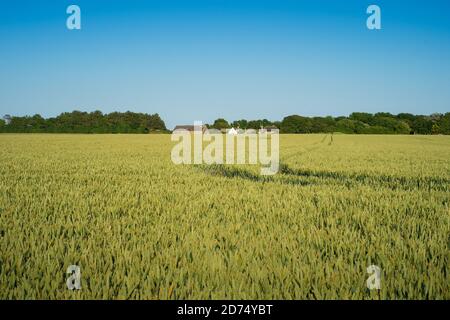 Blick über aufsteigende Gerstenfelder in Richtung einer Farm auf dem South Downs (6) Stockfoto